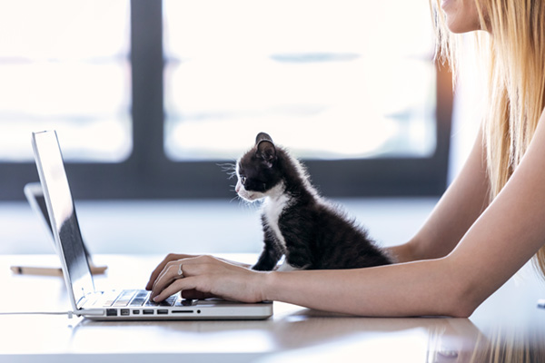 cute kitten watching a content writer