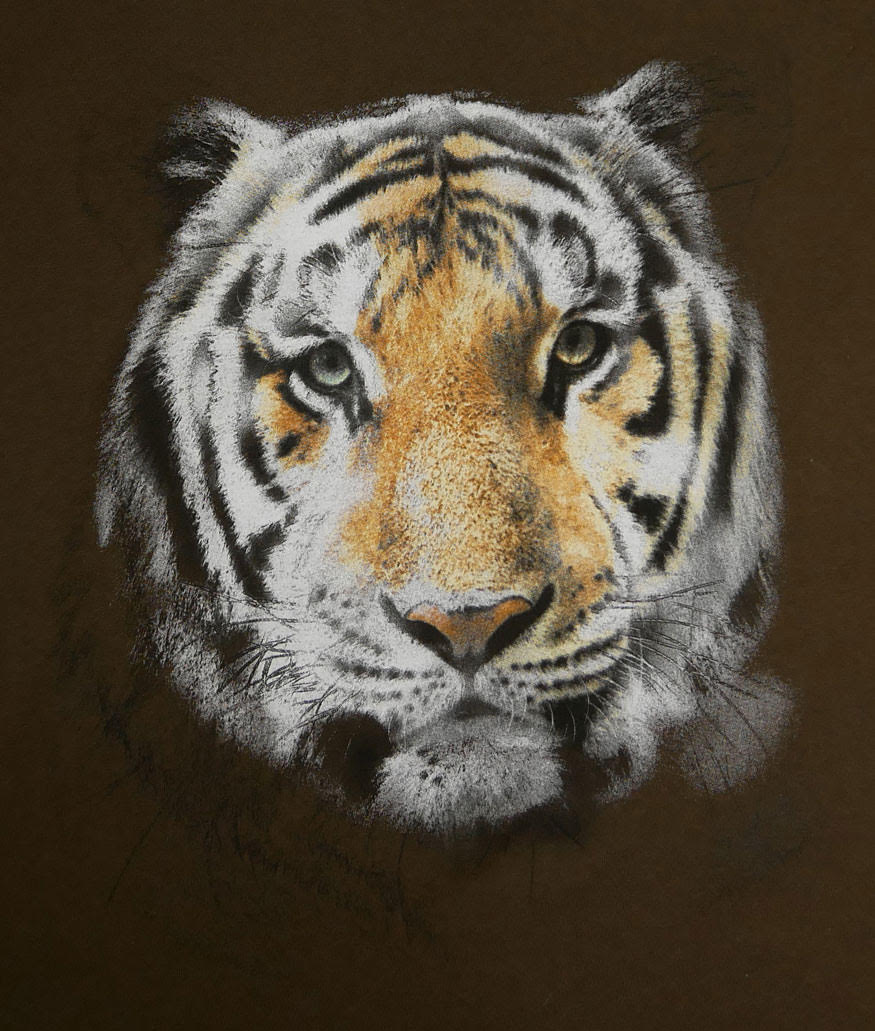 beautiful tiger screen printed on t-shirt